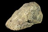 Hadrosaur Ungal (Claw) - Alberta (Disposition #-) #136304-3